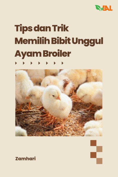 Tips dan Trik Memilih Bibit Unggul Ayam Broiler